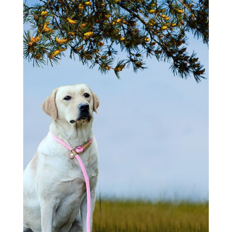 lynxking 5 FT Dog Leash Slip Lead 2 Pack Strong