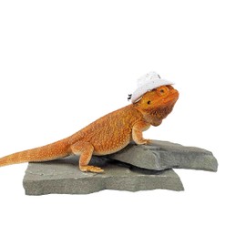 Carolina Designer Dragons' Bearded Dragon Cowboy Hat, White