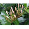 Shady Lady TM White Ixora Tropical Live Plant Flower Starter