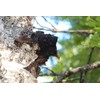 ATPC Media ATPC Media - Chaga Chunks from Lapland -