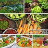 Squash Seeds - Summer - Vegetable Marrow Green Bush -