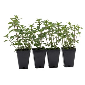 4 Live Common Oregano Plants (Origanum Vulgare) – Aromatic Culinary Herb, Thriving in 2.5" Nursery Cubes