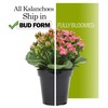 Kalanchoe Plant Succulents Plants Live Houseplants, Live Succulents Live House