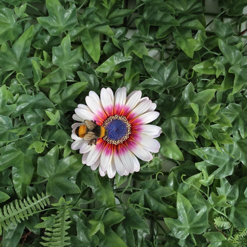 Vivid Arts - Hanging Zulu Daisy/Bee - HGF-026