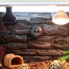 Nomoy Pet Higrómetro De Reloj Termómetro Terrarios Medidor Reptiles