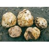 RAISE ME UP: White Truffle Mushrooms Spores (Tuber magnatum) Non
