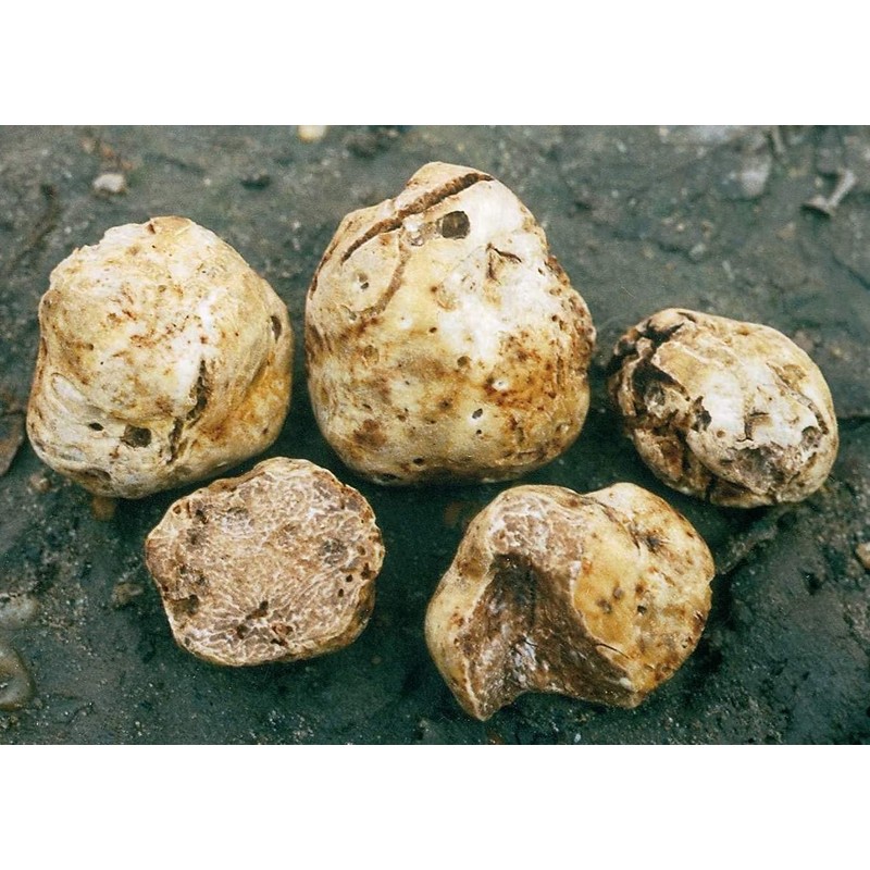 RAISE ME UP: White Truffle Mushrooms Spores (Tuber magnatum) Non