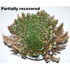 Rose of Jericho Resurrection Fern - Selaginella lepidophylla