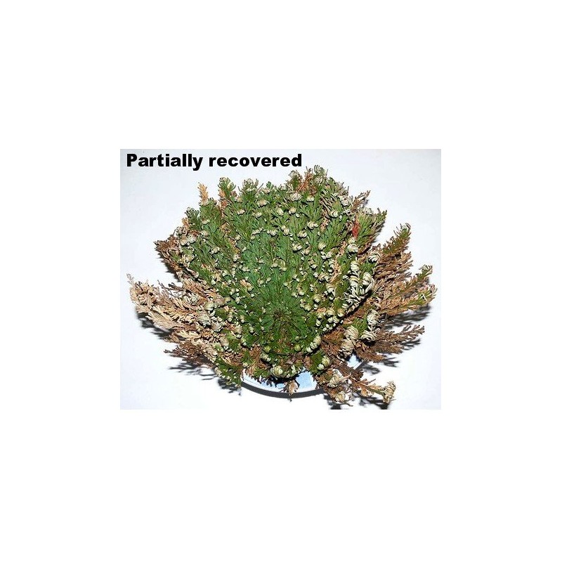 Rose of Jericho Resurrection Fern - Selaginella lepidophylla