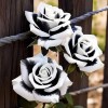 ZEshops 20pcs Rare Black & White Rose Seeds Non GMO