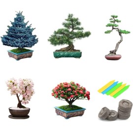 CZ Grain Bonsai Tree Seeds 5 Varieties of Non GMO Heirloom Bonsai Seeds Starter
