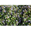 Health Embassy Speedwell Herb (Veronica Officinalis – Veronicae Herba) (50g)