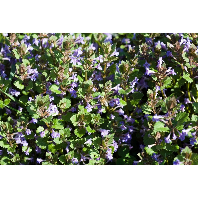 Health Embassy Speedwell Herb (Veronica Officinalis – Veronicae Herba) (50g)