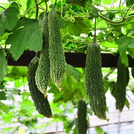 BALANCE PICK Bitter Melon Slice 100% From Nature 3.5oz(100g) 건여주