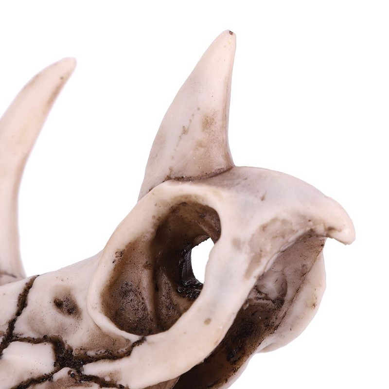 Dinosaur Triceratops Skull Model, Simulated Skeleton Think Dinosaur Statue Decorations