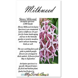 Big Pack - (1,000) Showy Milkweed Seeds, Asclepias Speciosa (Big Pack Showy Milkweed)