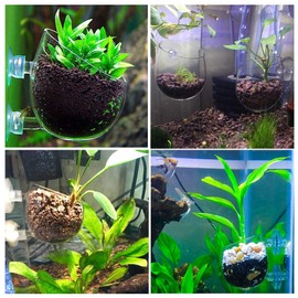 capetsma Aquarium Plant Pot, Glass Fish Tank Plants Holder Aquarium Planter, Aquarium Decoration Plants Cup with 2 Suction Cups for Fish Tank Aquarium Decor Ornament - 1 Pack…