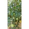 Homemade Dried Organic Jujube Leaves 2 oz