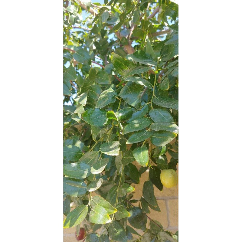 Homemade Dried Organic Jujube Leaves 2 oz