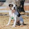Sprenger Hundespielzeug Gummiball mit Seil I Zerrspielzeug oder Wurfspielzeug mit