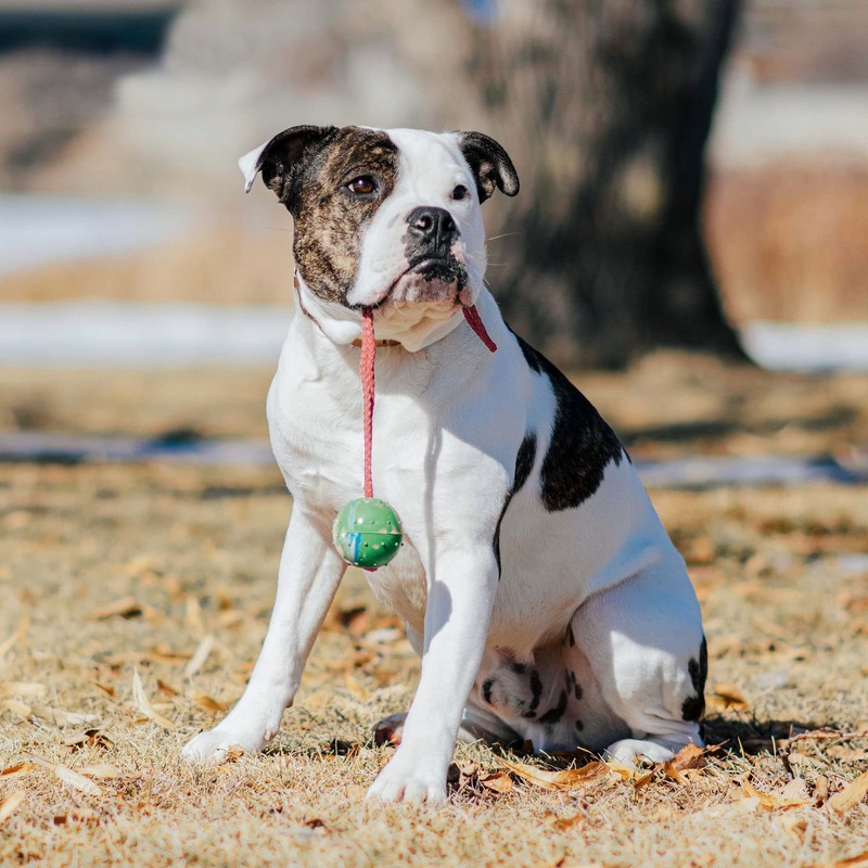 Sprenger Hundespielzeug Gummiball mit Seil I Zerrspielzeug oder Wurfspielzeug mit