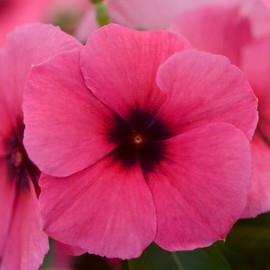 Outsidepride Vinca Tattoo Raspberry Flower Seed - 100 Seeds