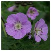 Everwilde Farms - 25 Wild Geranium Native Wildflower Seeds -