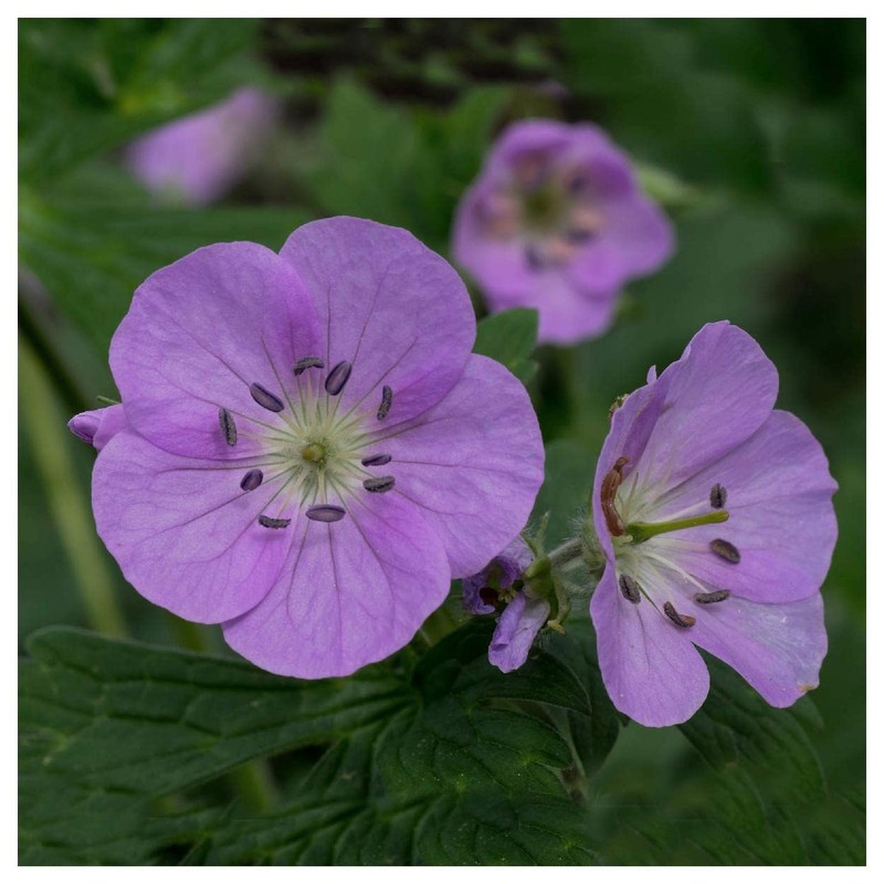 Everwilde Farms - 25 Wild Geranium Native Wildflower Seeds -