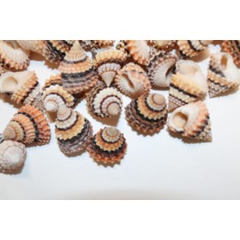 100 - Natural Tectarius Conronatus Seashells, Peach and White Craft Shells, 5/8 Inch, Matte Finish Sailors Vailentines,Beach Art Supply, SS-420