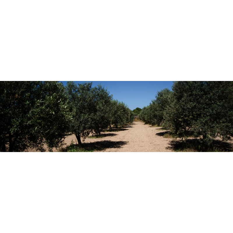 Fratelli Aprile Il Olio Novello 274th Extra Virgin Olive Oil