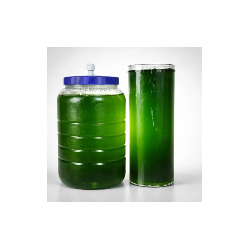 Espirulina Viva Alga Semilla Natural Culitvo