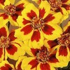 300 Naughty Marietta French Marigold Seeds 1+ Grams of Seeds