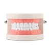 Standard Dental Teeth Model, Child Teeth Teaching, Adult Typodont Demonstration