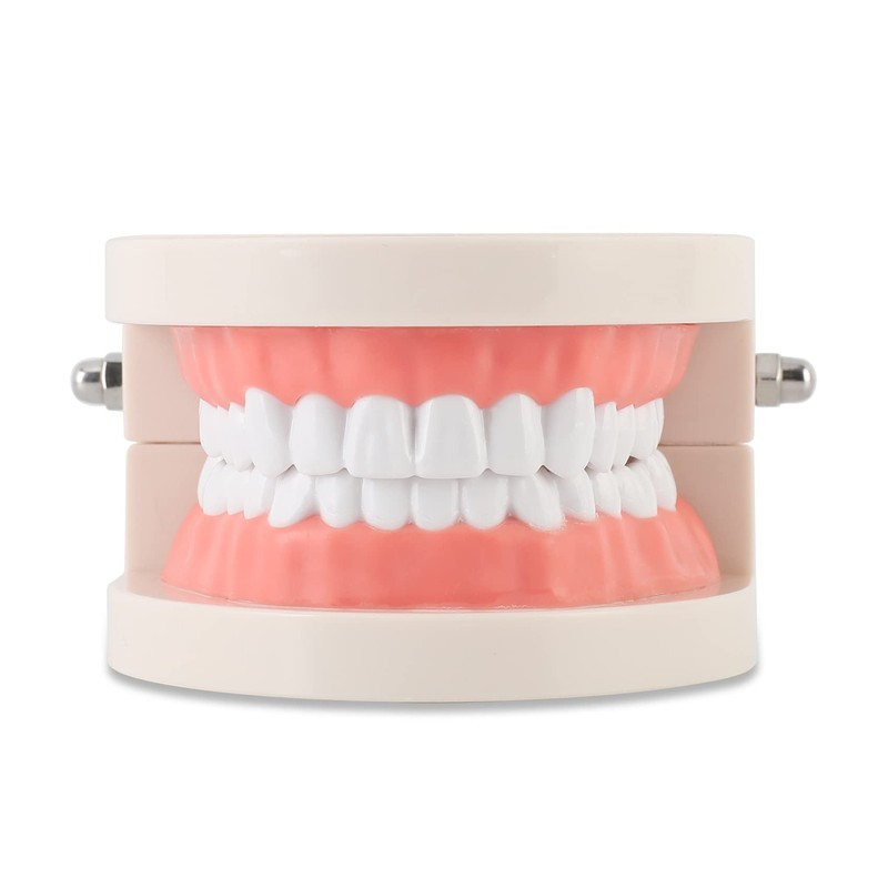 Standard Dental Teeth Model, Child Teeth Teaching, Adult Typodont Demonstration