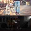 AUAUY Reflective Nylon Dog Collars, Double Security Adjustable Classic Pet