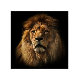 artboxONE Poster 30 x 30 cm Travel / Africa Lion Portrait with Rich Mane on Black Image Lion Africa African