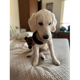 PAWPOURRI Natural Suede Leather Chew Toy for Adult Dogs, Puppies, | Tough, Durable, and Fun | Chewing Interactive Pet Toy (Bone) (Panda Shape)