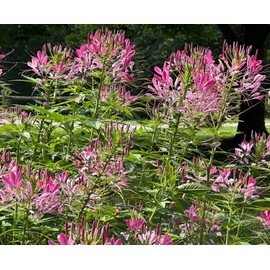 Cleome Spider Plant Flower Seeds 500 Annual PINK WHITE BLOSSOMS USA FREE S&H