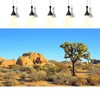 Desert Reptile Tank Background Joshua Tree Rocks Desert Terrarium Background