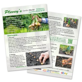 250g (approx 50 sets) of Autumn Champion - Over Wintering Onion Sets from Pleveys Garden World (50)