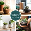 Shop Succulents Premium Live Mini Cactus and Succulent Plants in