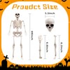 5.75ft Life Size Posable Halloween Skeleton, Movable Joints