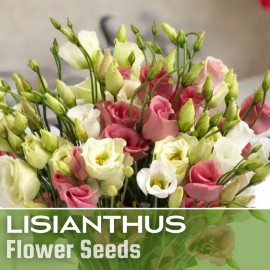 Fresh Lisianthus Seeds - Everlast Mix - Seeds Flower Seed Flowers Non Gmo Heirloom - Everlast Mix 125 Seeds