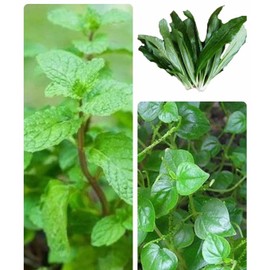 Set of 3 Vietnamese Vegetables Ngò GAI, Rau Càng Cua và Rau húng lủi Culantro Thai Parley, peperomia pellucida Plant Seeds and Vietnamese Perilla Seeds 1000++ Seeds/Bag