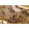 Pure Royal Jelly 5 oz Jar (142 Grams of Pure