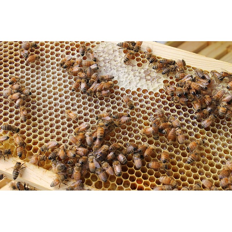 Pure Royal Jelly 5 oz Jar (142 Grams of Pure