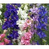 Non GMO Bulk Rocket Larkspur 'Giant Imperial Mix' Consolida ambigua