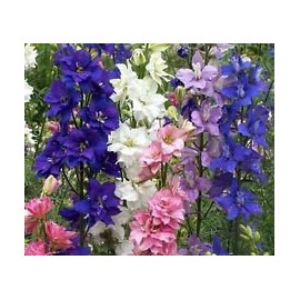 Non GMO Bulk Rocket Larkspur 'Giant Imperial Mix' Consolida ambigua (1 lb)