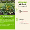 Courgette Zucchino Lungo Bianco – Light Green Italian Variety –