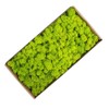 Preserved Moss Gardenning Art Wall Decor Moss Bulk Micro Landscape